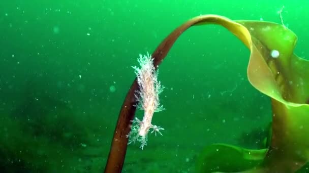 Barents Denizi Nde Hidroid Cordylophora Caspia Deniz Yatağı Deniz Yaşamının — Stok video