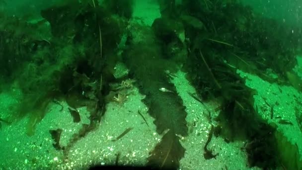 Δύο Καβούρια Φύκια Κάτω Από Νερό Της Θάλασσας Κάρα Περισσότερα — Αρχείο Βίντεο