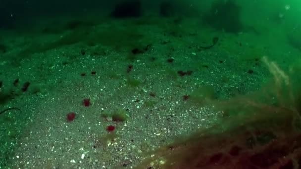 Sandy Bottom Seabed Barents Sea Seabed Barents Sea Vital Thriving — Stock Video