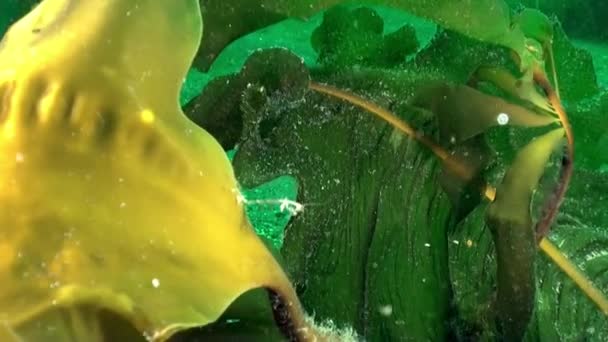 Algas Aquáticas Encontradas Ambiente Submarino Mar Barents Número Espécies Vegetação — Vídeo de Stock