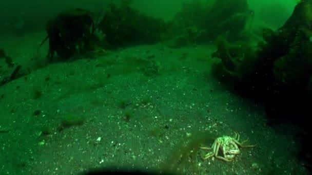 Krabben Auf Kristallklarem Sandboden Der Barentssee Strigun Krabbe Lebt Auf — Stockvideo