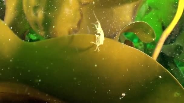 Zeeplanten Laminaria Leven Het Onderwater Milieu Van Barentszzee Meer Video — Stockvideo