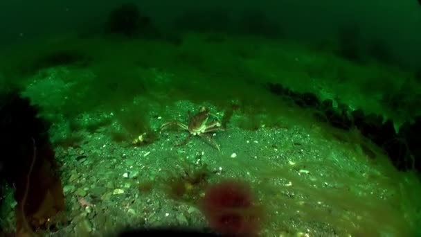 Krabben Leben Der Barentssee Strigun Krabbe Lebt Auf Stein Und — Stockvideo