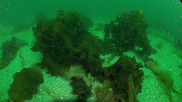 カラ海で発見された異なる種類の海藻は 海のレタスと昆布とも呼ばれています ビデオのコレクションでは 驚くべき水中世界とその住民の多くの録音があります — ストック動画