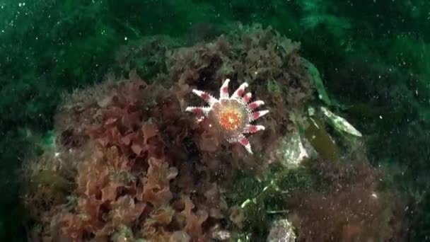 Deniz Yıldızı Deniz Yıldızı Crossaster Papposus Barents Denizi Nde Bulunur — Stok video