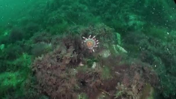 Gwiazda Morska Sunstar Crossaster Papposus Jest Pod Wodą Morzu Barentsa — Wideo stockowe
