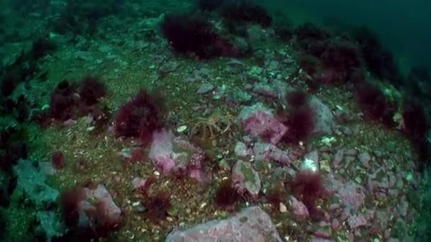 Krabben Sind Krabbenarten Die Der Barentssee Leben Hemigrapsus Sanguineus Lebt — Stockvideo