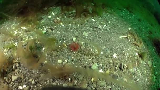巴伦支海的沙海底部没有人能置身事外 除了丰富的海洋生物外 海底还有各种各样的地貌 包括沙底 岩石露头 — 图库视频影像