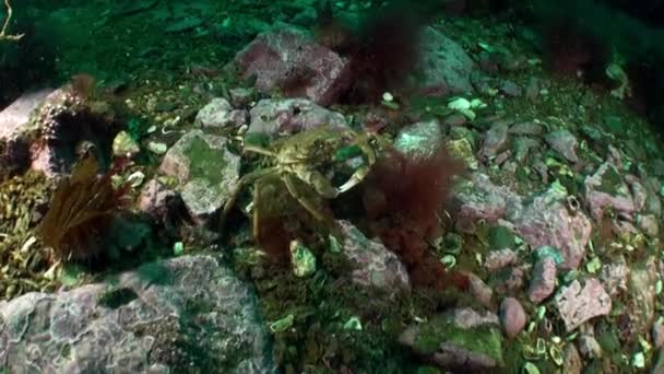 Krab Strigun Tle Skalistego Dna Morskiego Morza Barentsa Hemipsus Sanguineus — Wideo stockowe