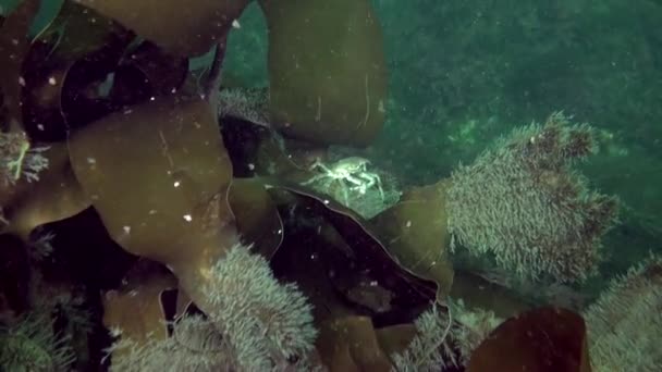 Kleine Krabbe Algen Auf Einem Sandigen Grund Der Barentssee Krabben — Stockvideo