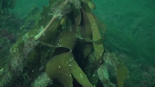 Algas Marinas Que Viven Reino Submarino Del Mar Barents Plantas — Vídeo de stock