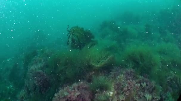 巴伦支海海床是一个生气勃勃的生态系统 除了丰富的海洋生物外 海底还有各种各样的地貌 包括沙底 岩石露头 — 图库视频影像
