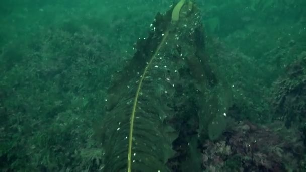Θαλάσσια Φύκια Βρέθηκαν Υποβρύχιο Περιβάλλον Της Θάλασσας Μπάρεντς Στη Συλλογή — Αρχείο Βίντεο