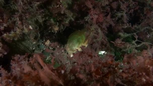 Seashell Στο Βυθό Της Θάλασσας Μπάρεντς Είναι Συναρπαστικό Seabed Της — Αρχείο Βίντεο