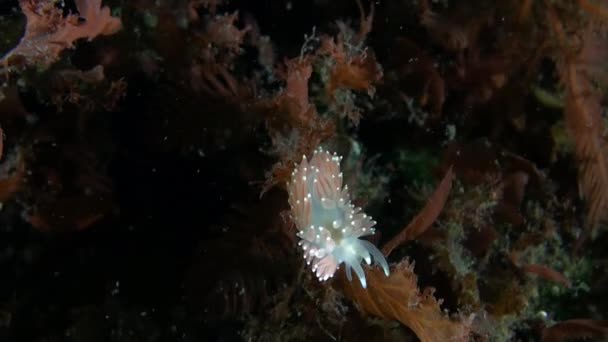 Limace Nudibranche Blanche Dans Environnement Sous Marin Unique Mer Barents — Video