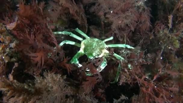 Krabbe Klaren Wasser Auf Dem Meeresboden Der Karasee Von Nowaja — Stockvideo