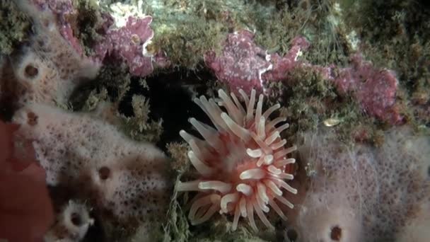 Seeanemonen Der Einzigartigen Unterwasserwelt Der Barentssee Leuchtende Farben Der Anemonen — Stockvideo