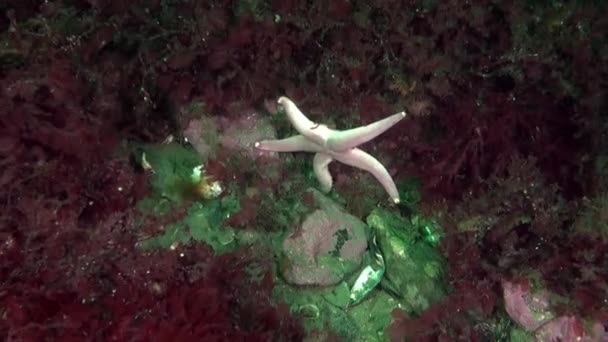 Sea Star Ecosystem Seabed Barents Sea Addition Abundance Marine Life — Stock Video