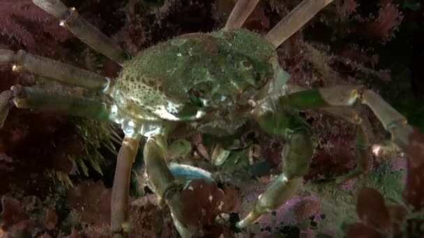 Zbliżenie Kraba Krystalicznie Czystej Przezroczystej Wodzie Morza Kara Makro Wideo — Wideo stockowe