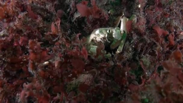 Caranguejo Algas Fundo Marinho Subaquático Mar Kara Nas Proximidades Novaya — Vídeo de Stock