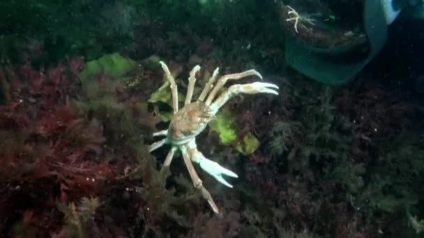 Strigun Krabben Leben Algen Des Meeresbodens Unter Wasser Der Karasee — Stockvideo