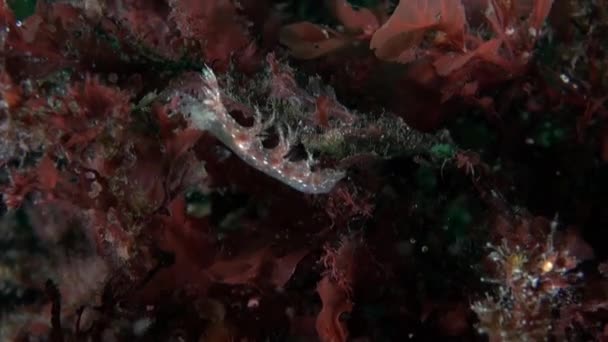 在巴伦支海独特的水下环境中 存在水仙花水仙花 除了丰富的海洋生物外 海底还有各种各样的地貌 包括沙质地貌 — 图库视频影像