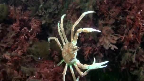 カラ海の水中藻類のストリッグンカニとも呼ばれるオピリオ ストリグンカニは 海の浅い地域に石と地面に住んでいる — ストック動画