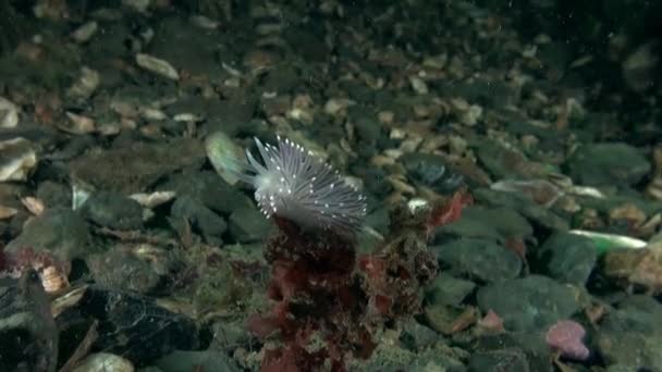 Lesma Nudibranch Branco Subaquático Mar Barents Fundo Marinho Mar Barents — Vídeo de Stock