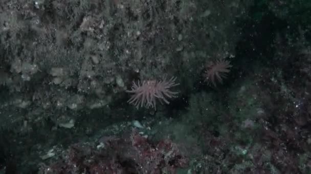 Seeanemonen Sind Faszinierende Unterwasserlebewesen Die Meeresgewässern Leben Diese Tiere Haben — Stockvideo