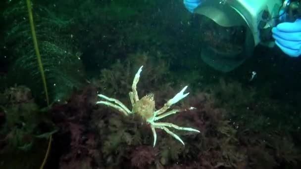 Kara Deniz Kamera Önünde Poz Veren Chionoecetes Opilio Crab Strigun — Stok video