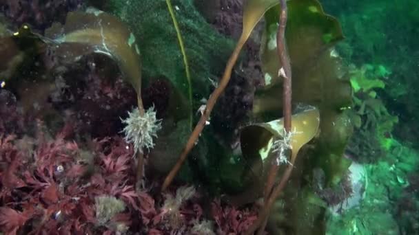 Kelp Água Cristalina Fundo Mar Kara Novaya Zemlya Coleção Vídeos — Vídeo de Stock