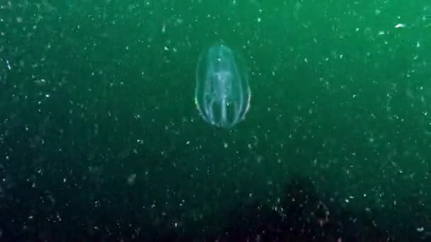 Ctenophora Mnemiopsis Comúnmente Conocido Como Sea Gooseberry Habitante Marino Pesar — Vídeos de Stock