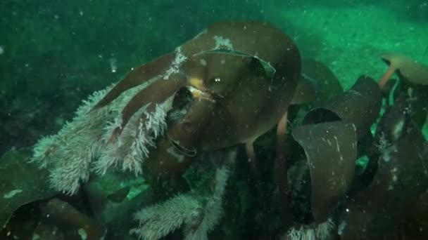Zeegras Onder Water Bodem Van Karazee Van Novaya Zemlya Videocollectie — Stockvideo