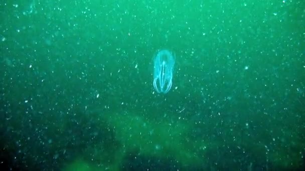 Ctenophora Mnemiopsis Die Stachelbeere Ist Ein Meeresbewohner Mnemiopsis Ctenophora Sind — Stockvideo