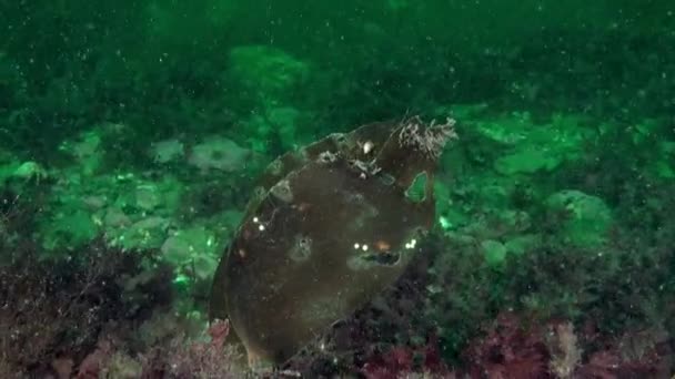 Ozeanische Vegetation Unter Wasser Auf Dem Meeresboden Der Karasee Von — Stockvideo