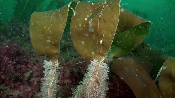 Ozeanische Vegetation Kristallklarem Wasser Fuße Des Karasees Von Nowaja Semlja — Stockvideo