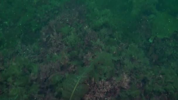 Mariene Vegetatie Onder Water Karazee Van Novaya Zemlya Het Videoarchief — Stockvideo