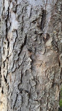 Tronc d'arbre et ecorce grise