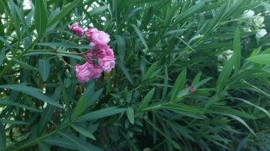 Mor çiçek güzel kokuyor..