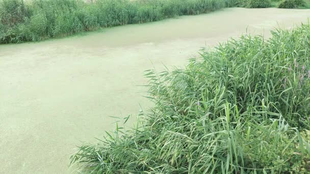 Река Покрыта Зелеными Водорослями Камышами — стоковое видео