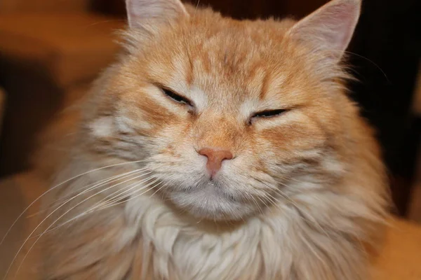 kırmızı gözlü bir kedi