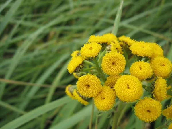 Κοντινό Πλάνο Του Κίτρινου Λουλουδιού Στη Φύση — Φωτογραφία Αρχείου
