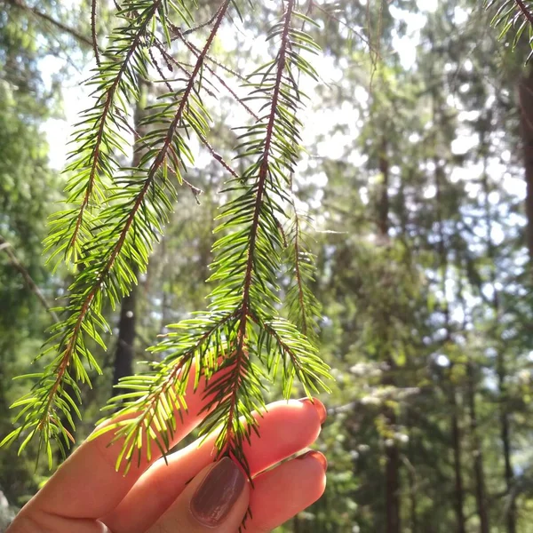 Ormanda yeşil ladin dalını tutan el.