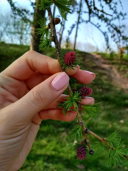 Güzel botanik fotoğrafı, doğal duvar kağıdı.