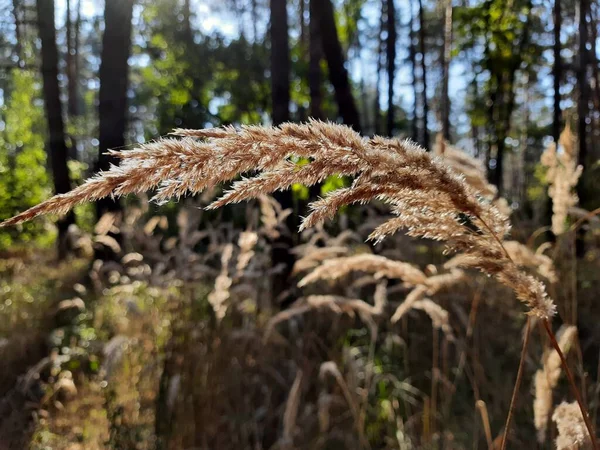 Ormanda kuru otlar