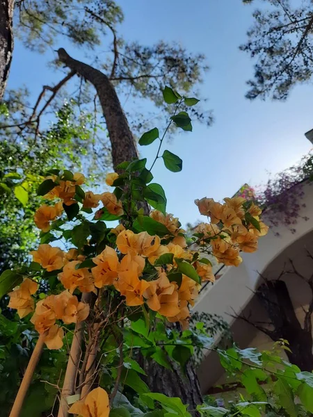 Güzel botanik fotoğrafı, doğal duvar kağıdı.