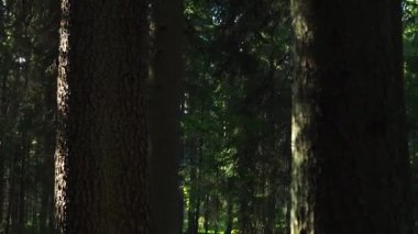 Huzurlu meditasyon ormanı sahnesi Gölgeler ve ışık ışınlarıyla