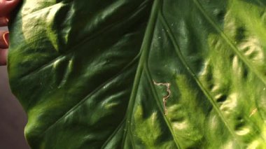 Büyük yeşil bir Alocasia yaprak bitkisine zarar veren bir kadının el gösterisi.