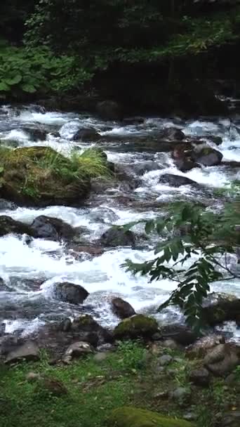 Горная Река Течёт Вниз Скалам Обходя Деревья Замедленном Движении — стоковое видео