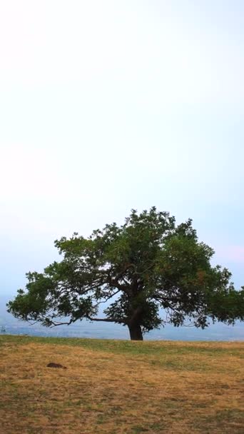 Szeroko Rozłożone Drzewo Stoi Krawędzi Urwiska Letni Dzień — Wideo stockowe